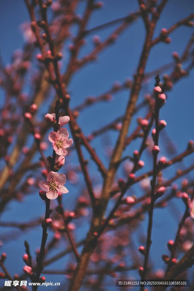 梅花