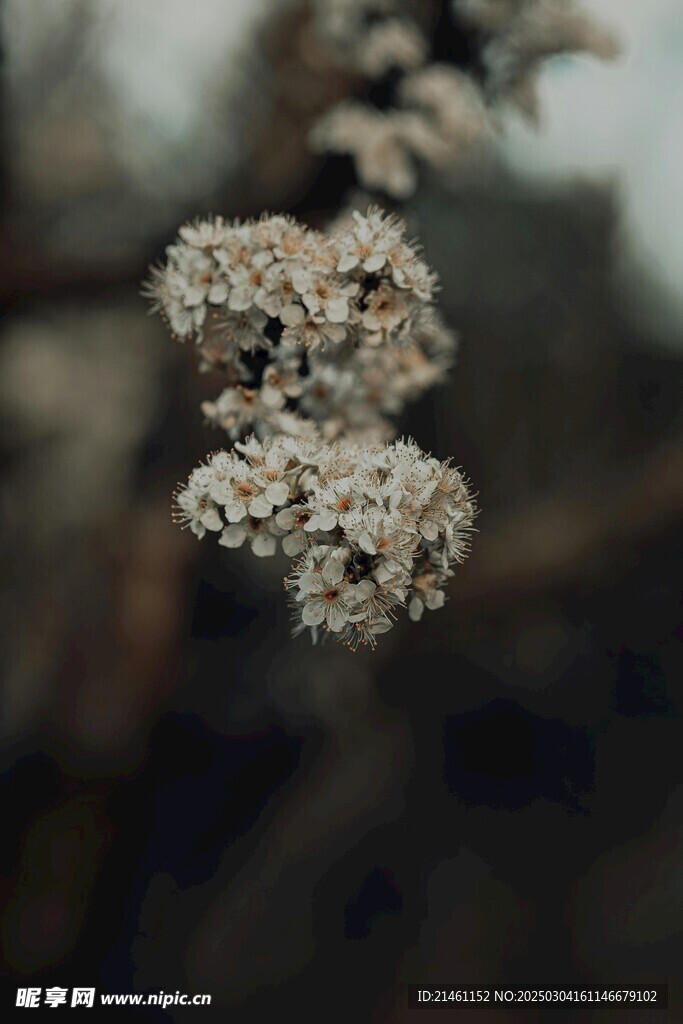 梅花