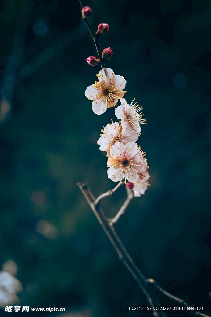 梅花