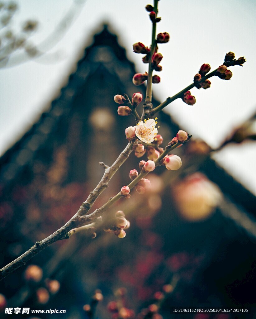梅花