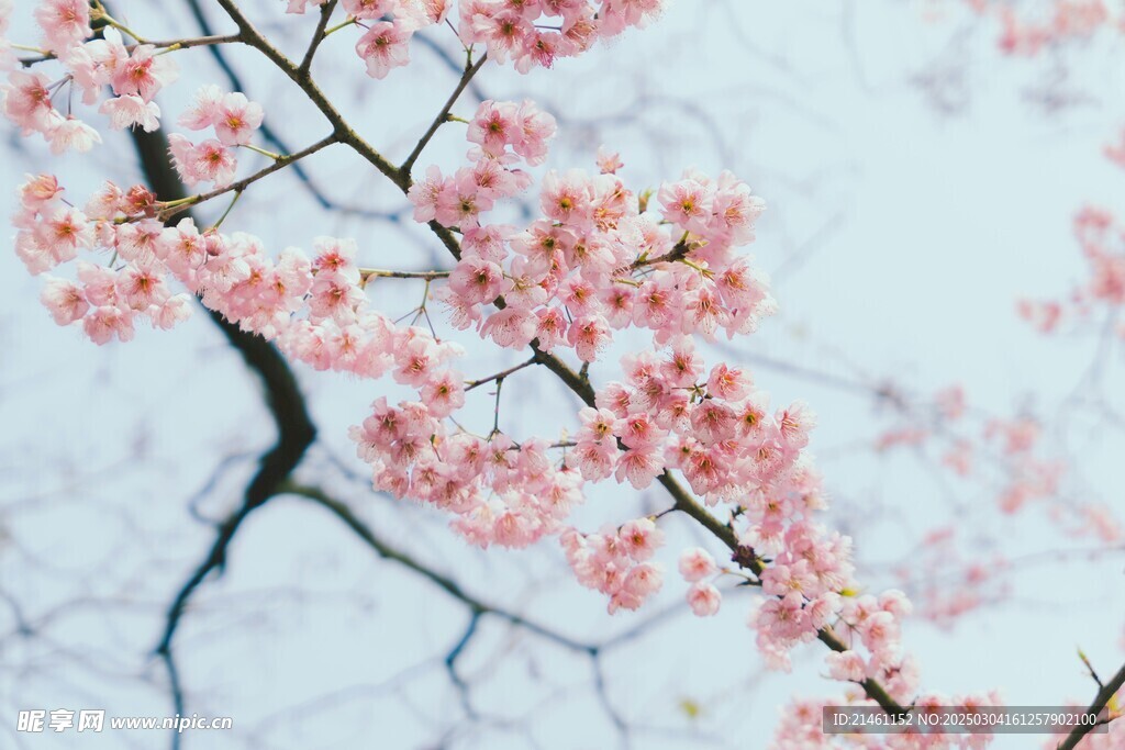 梅花