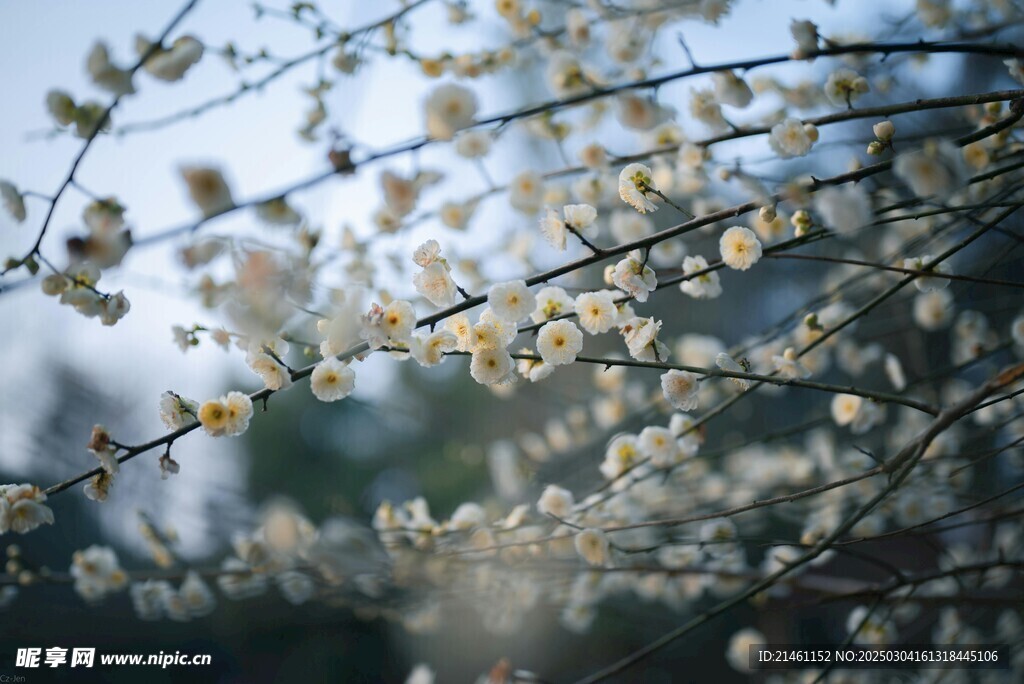 梅花