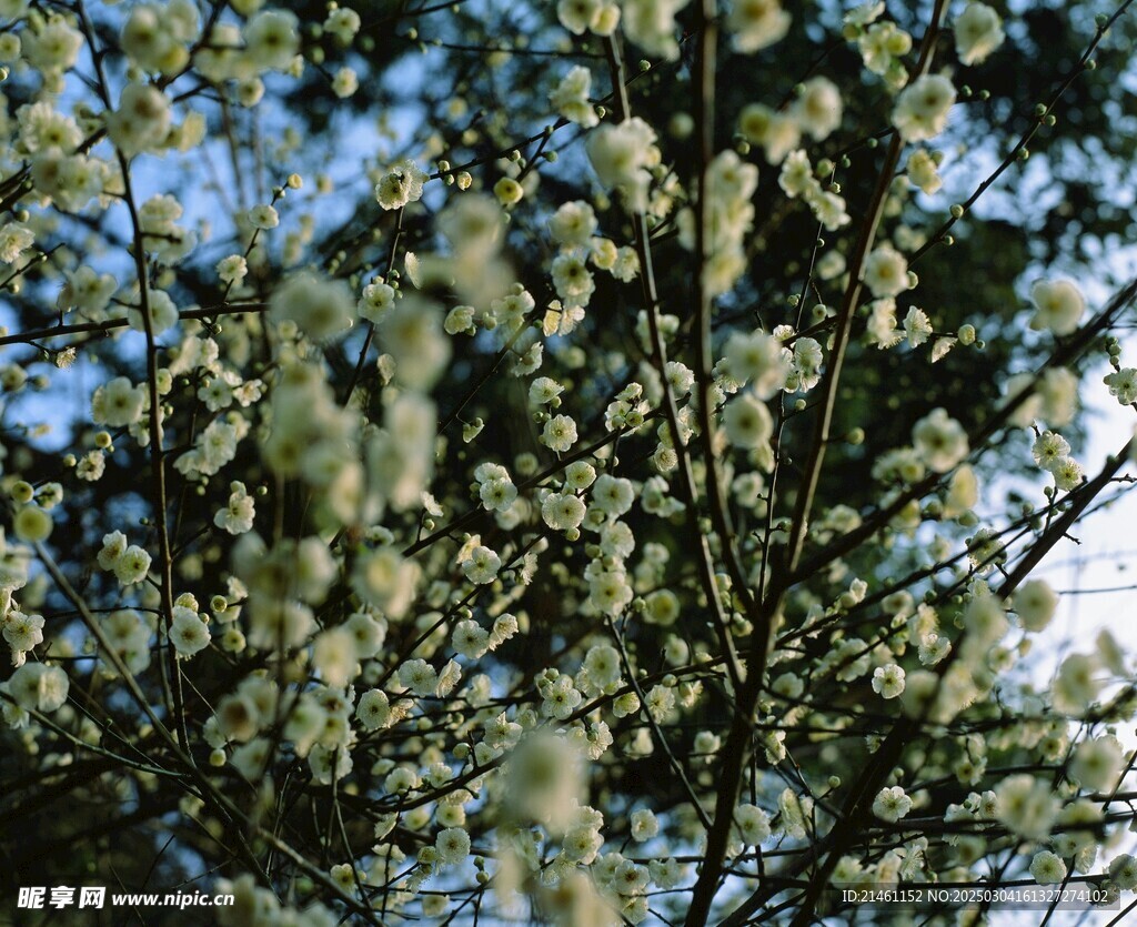 梅花