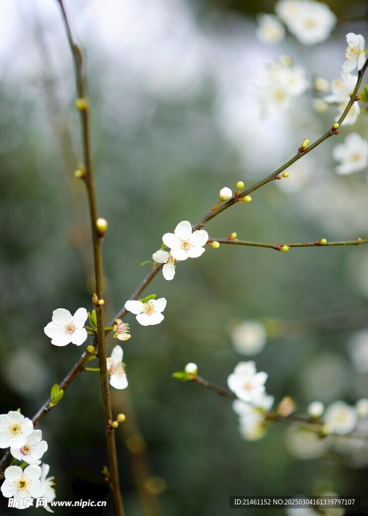 梅花