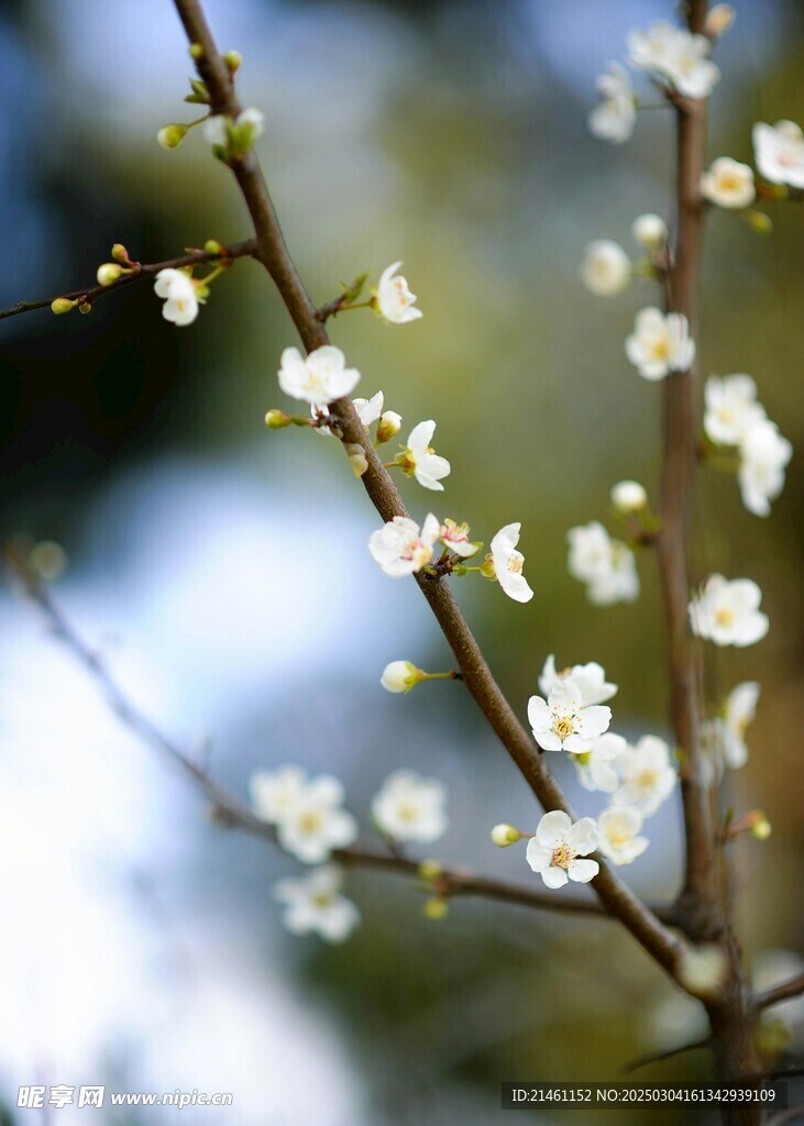 梅花