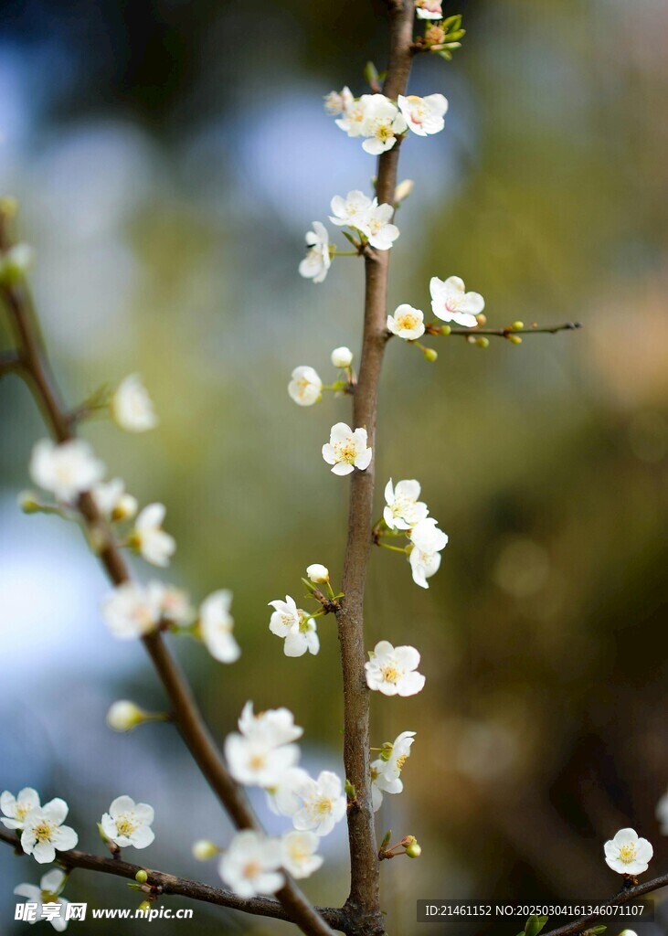 梅花