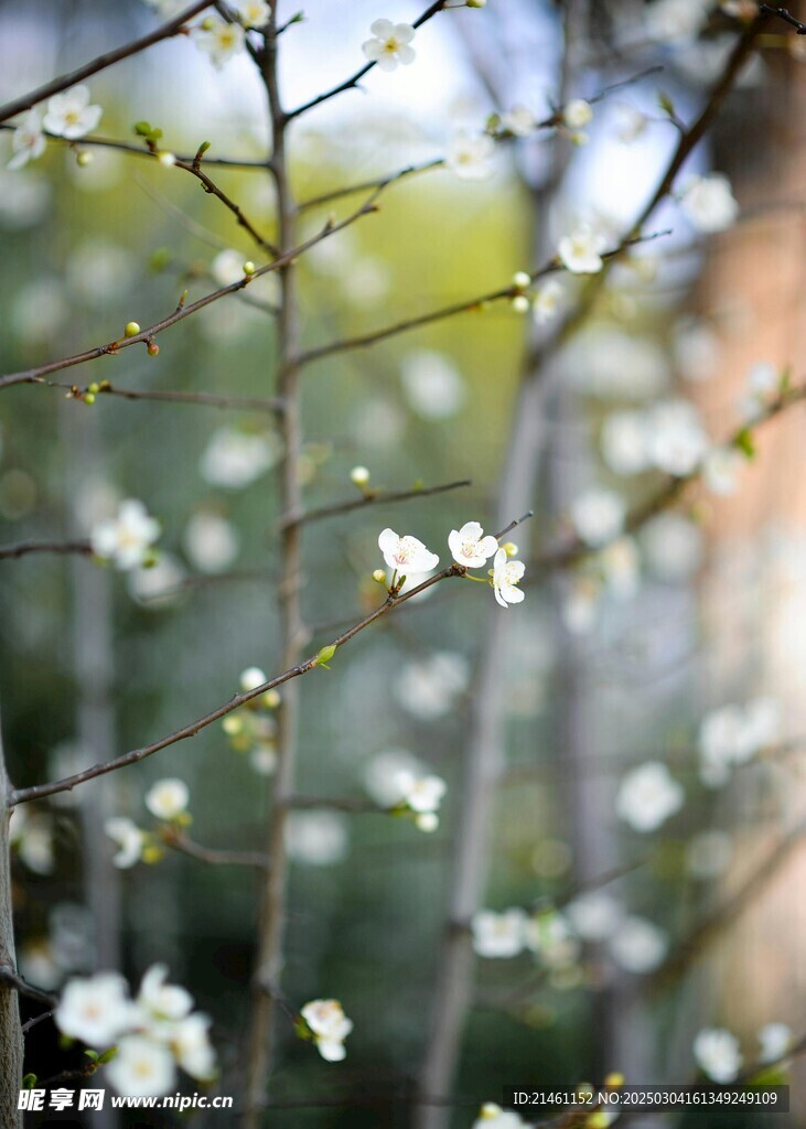 梅花