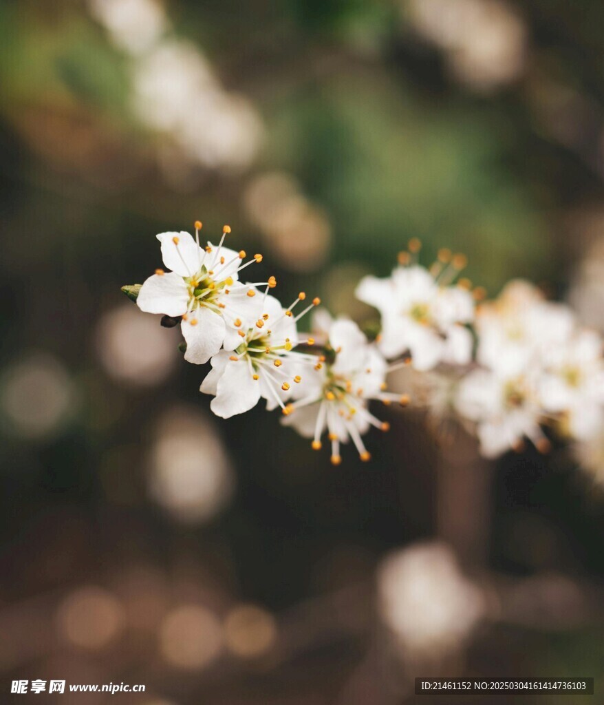 梅花