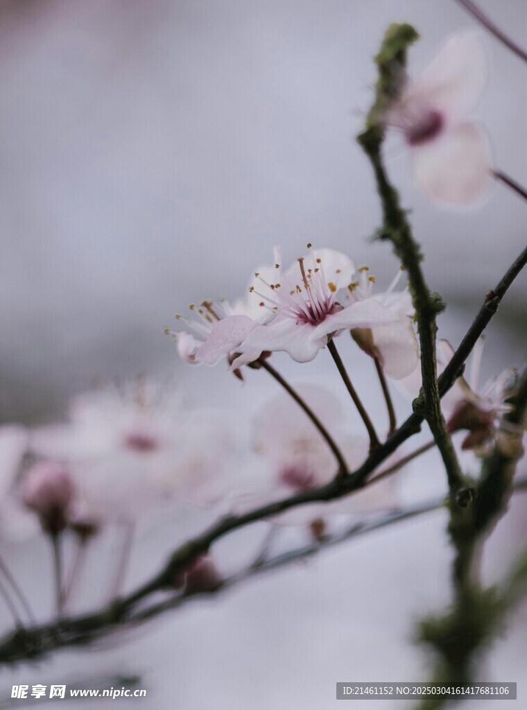 梅花