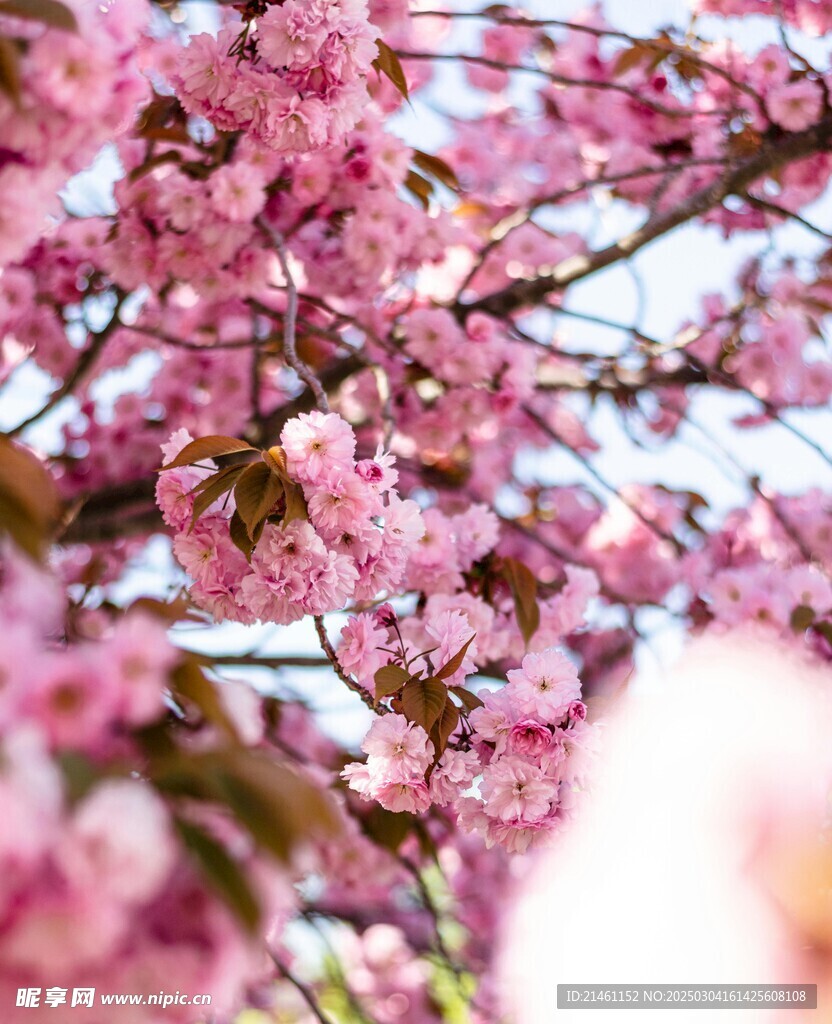梅花