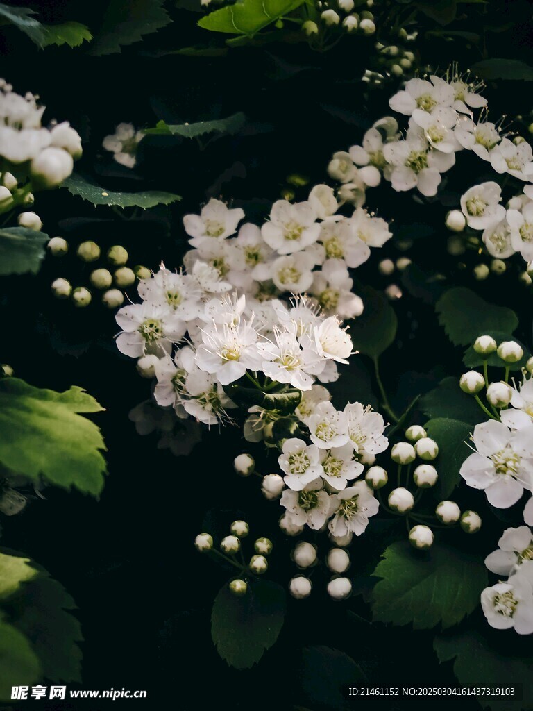 梅花