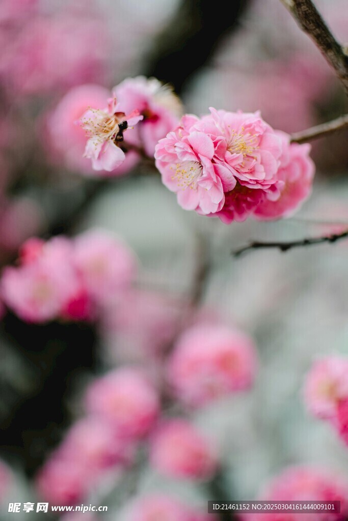 梅花