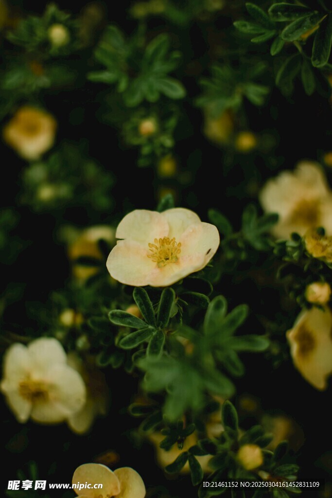 梅花