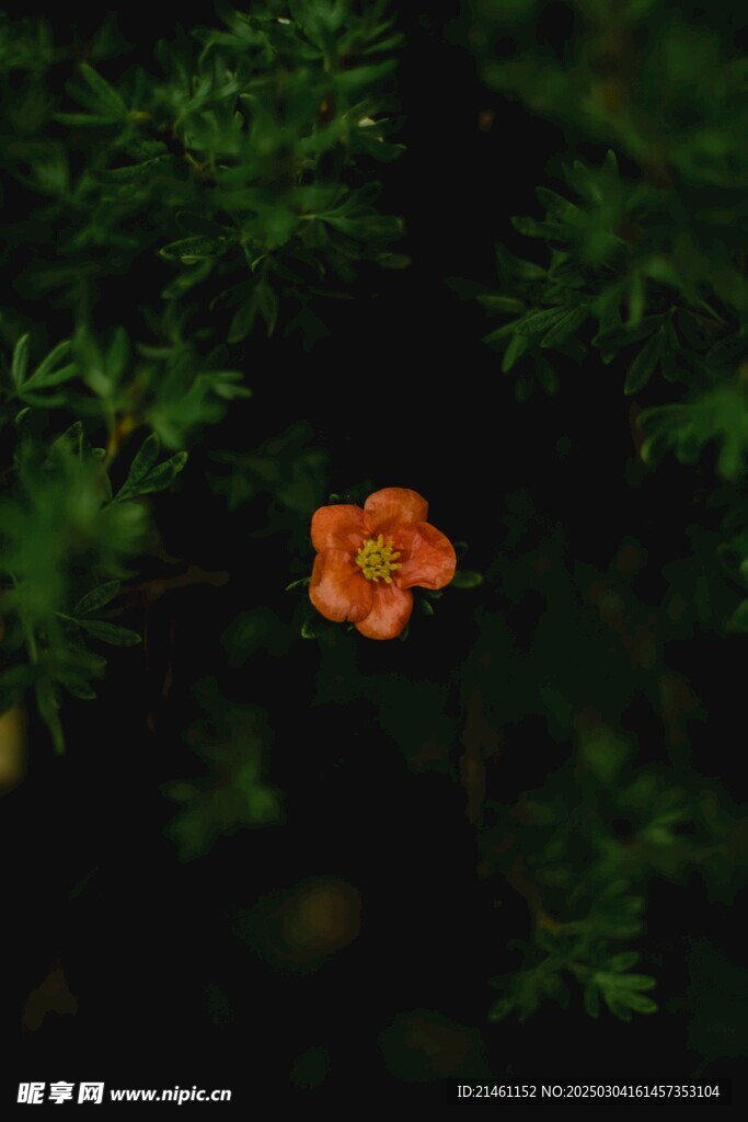 梅花