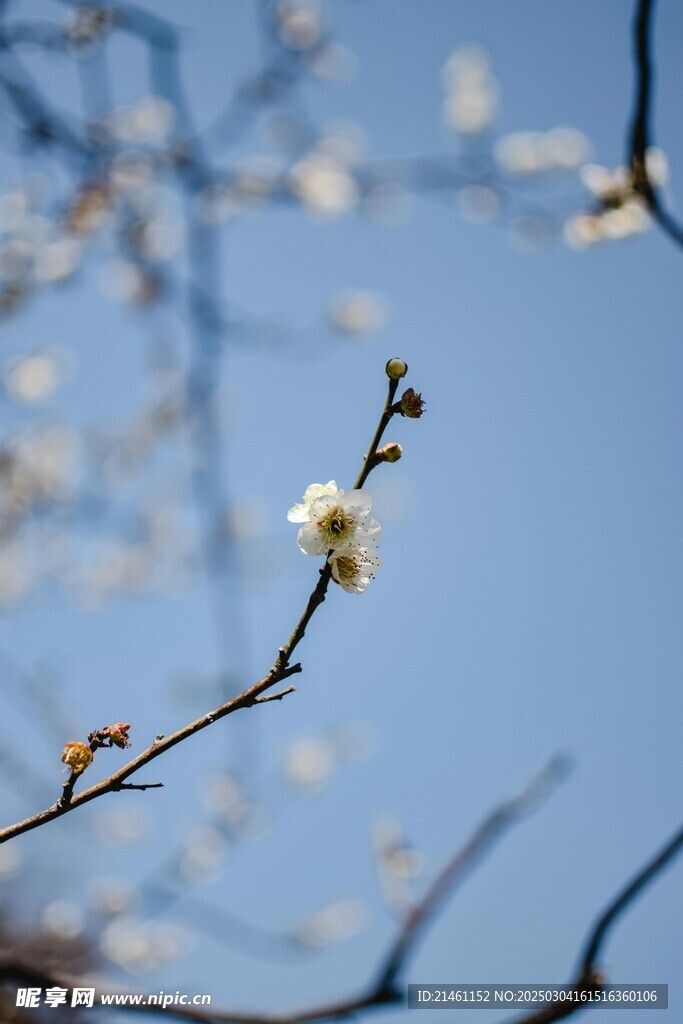 梅花