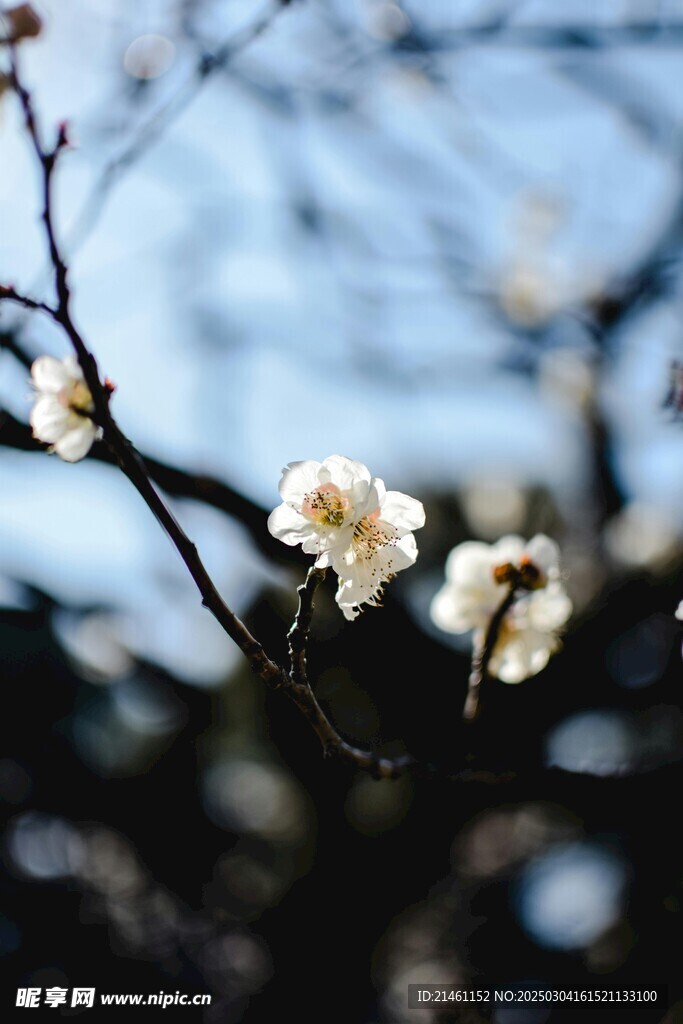 梅花