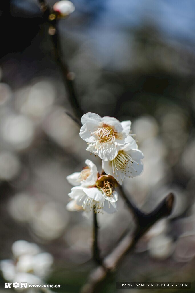 梅花