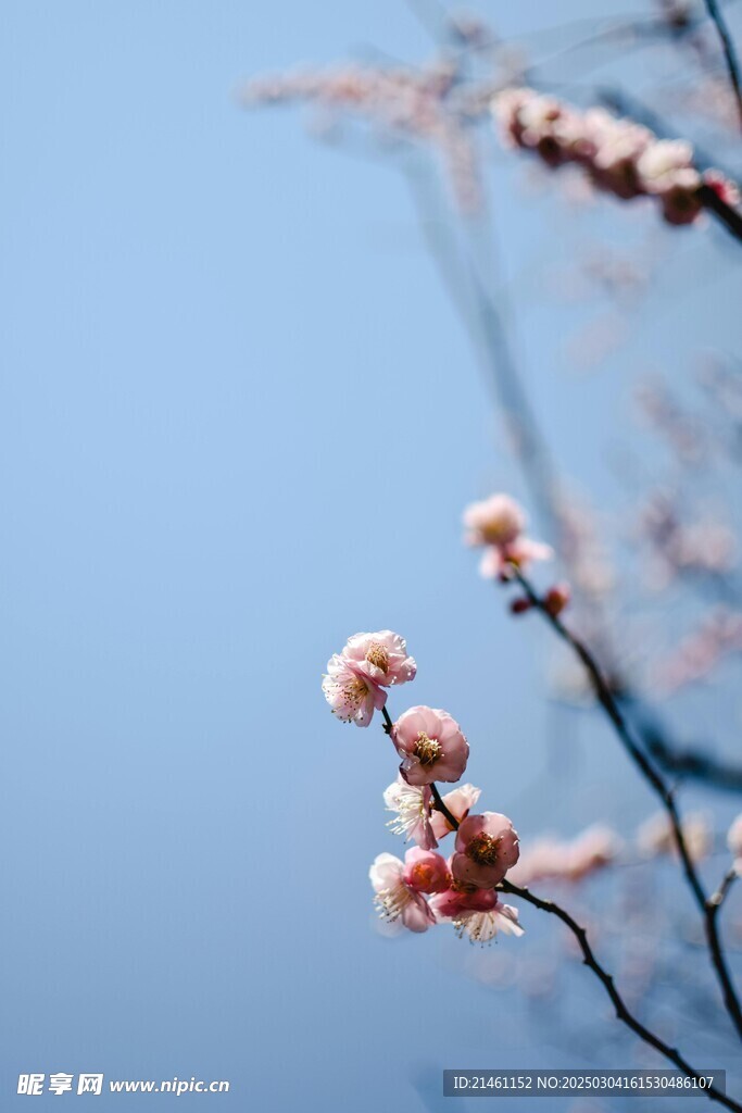 梅花