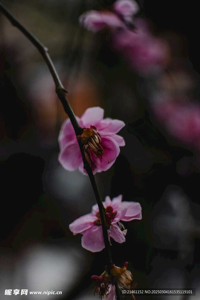 梅花