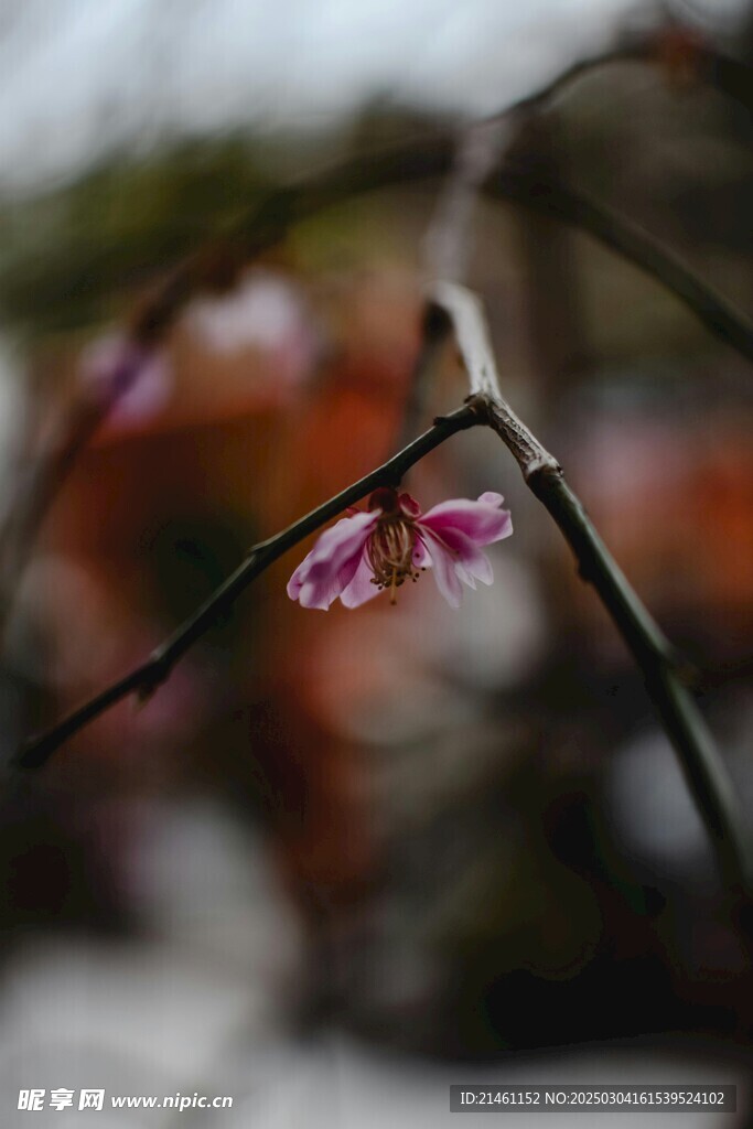 梅花