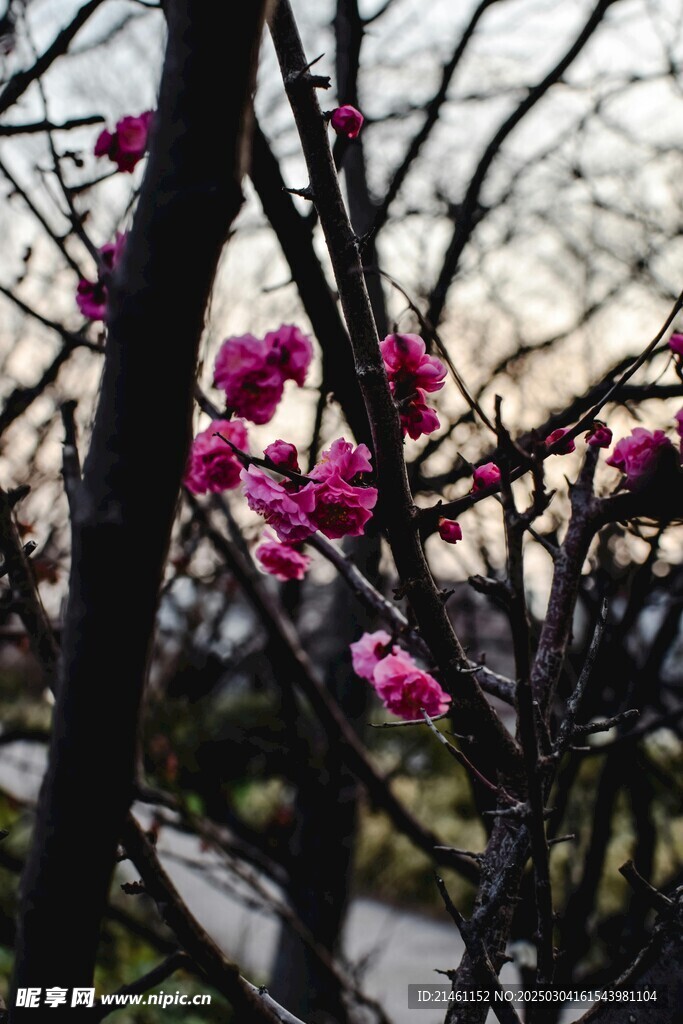 梅花