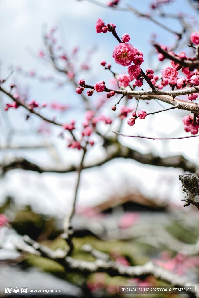 梅花