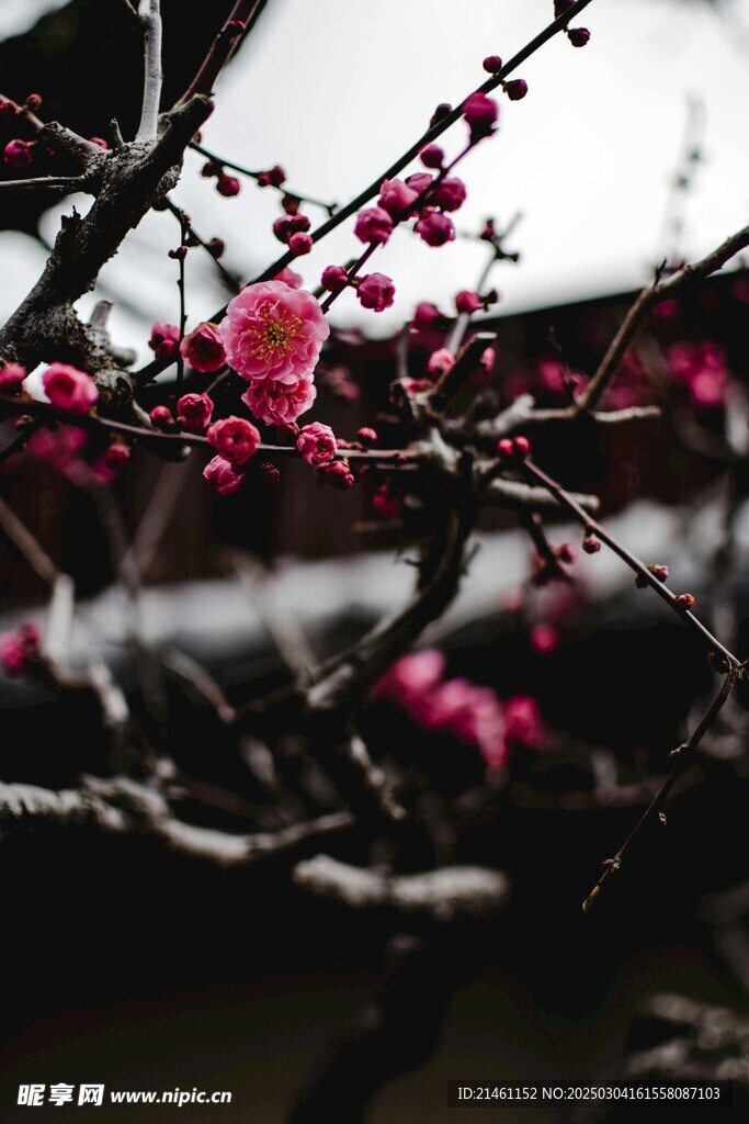 梅花
