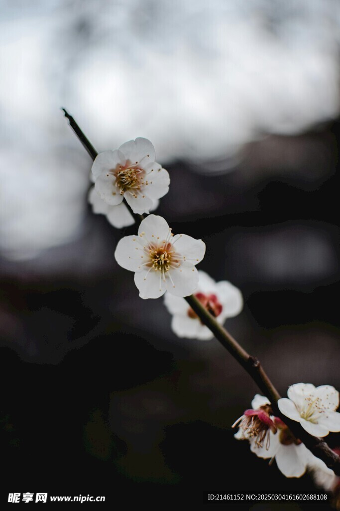 梅花