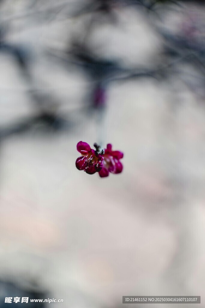 梅花