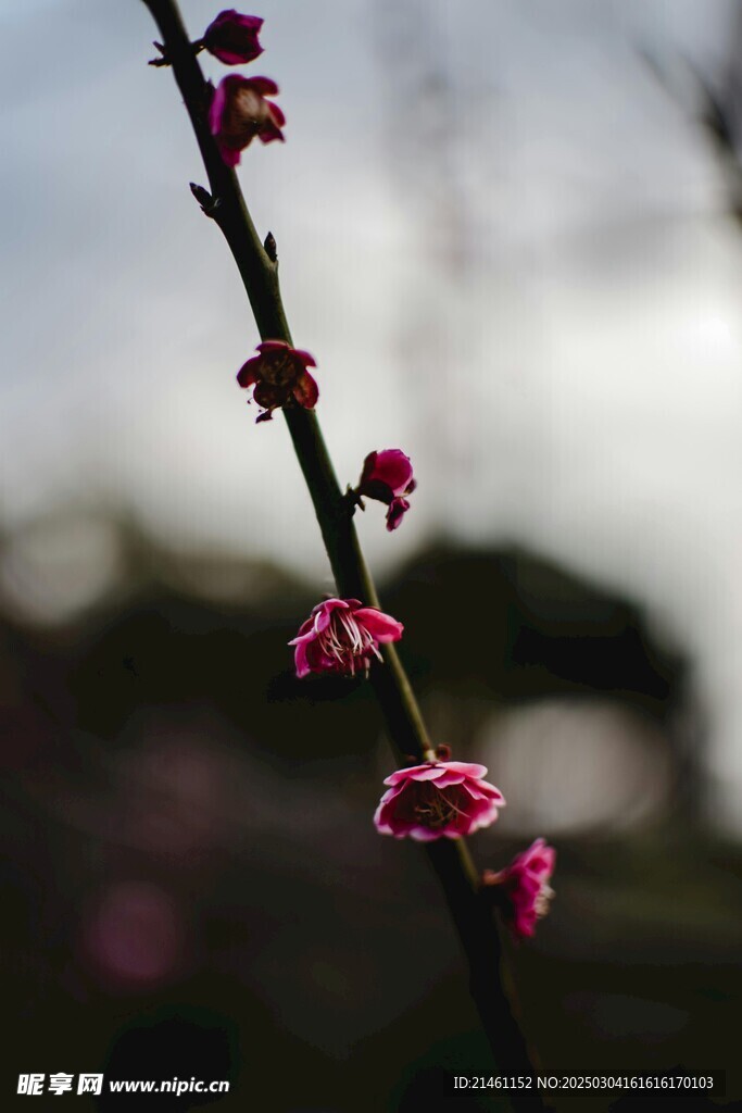 梅花