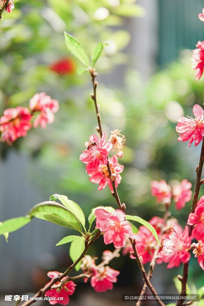 梅花