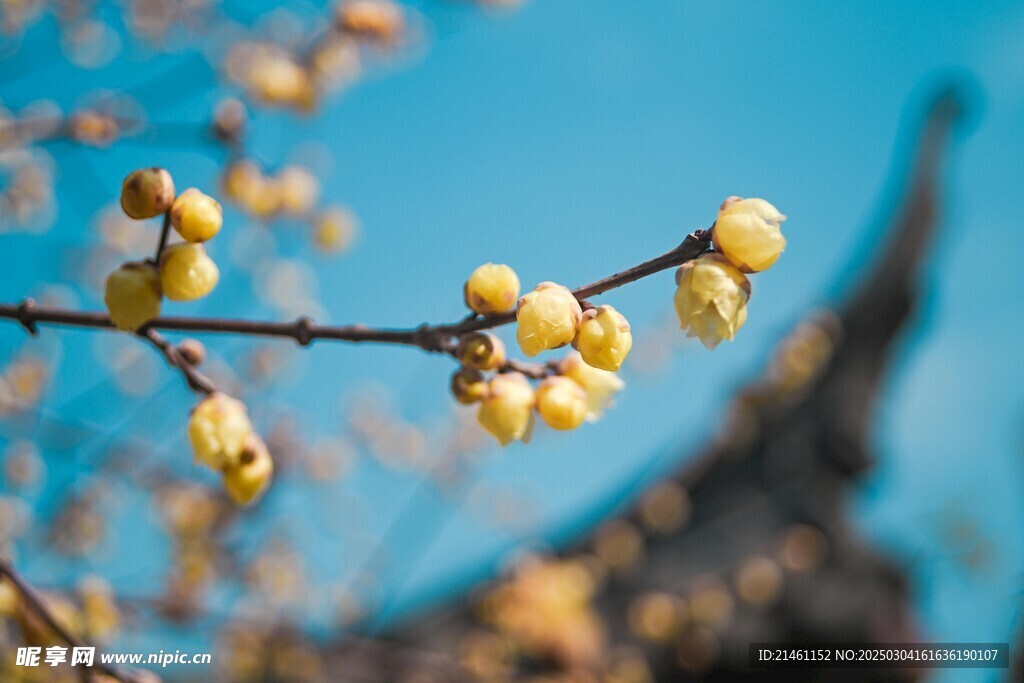 梅花