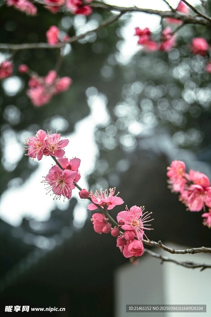梅花