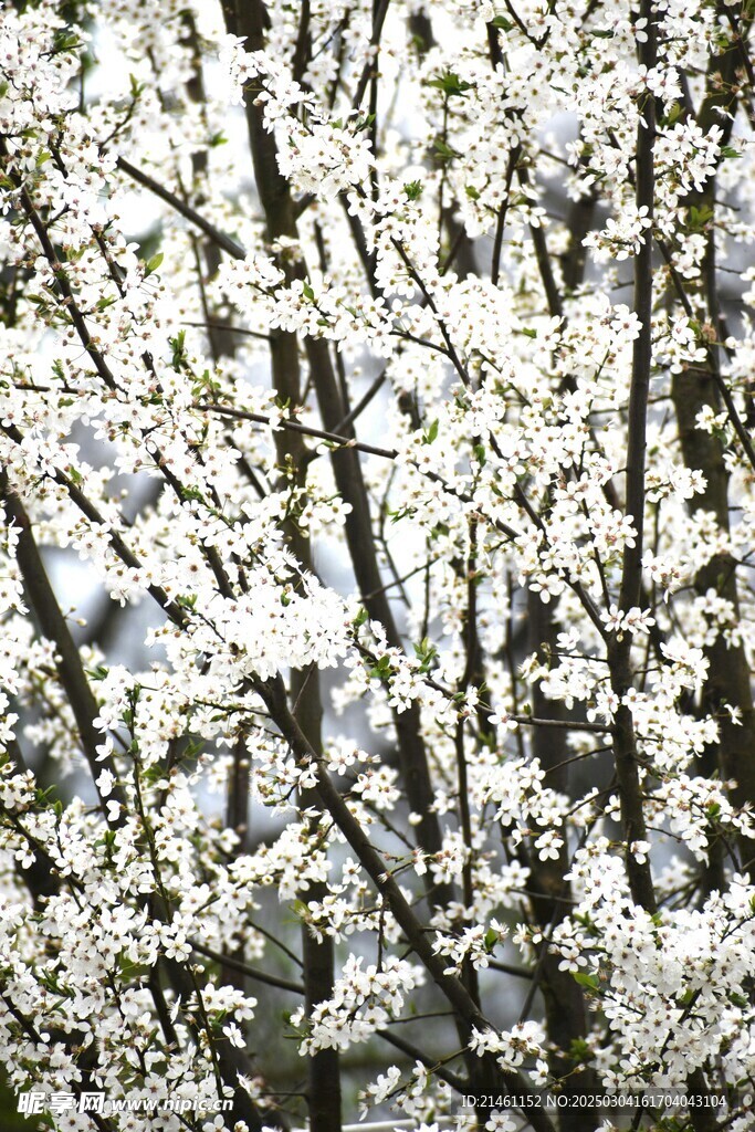 梅花
