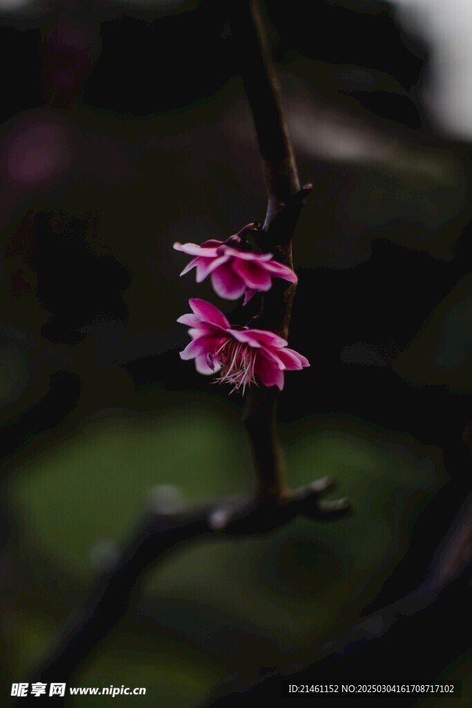 梅花