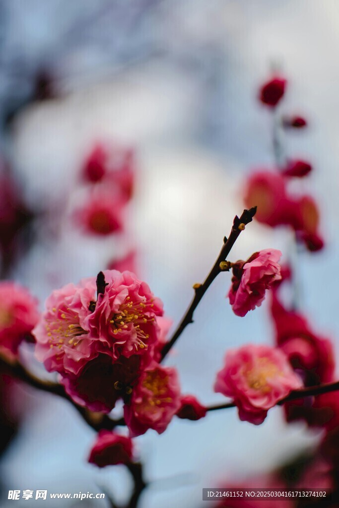 梅花