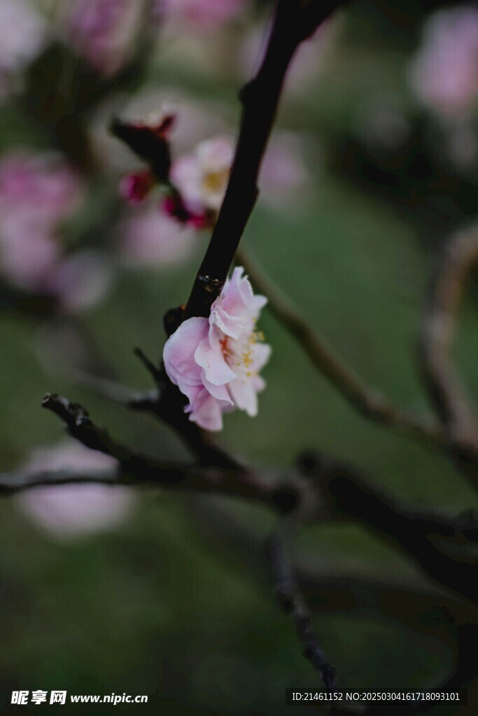 梅花