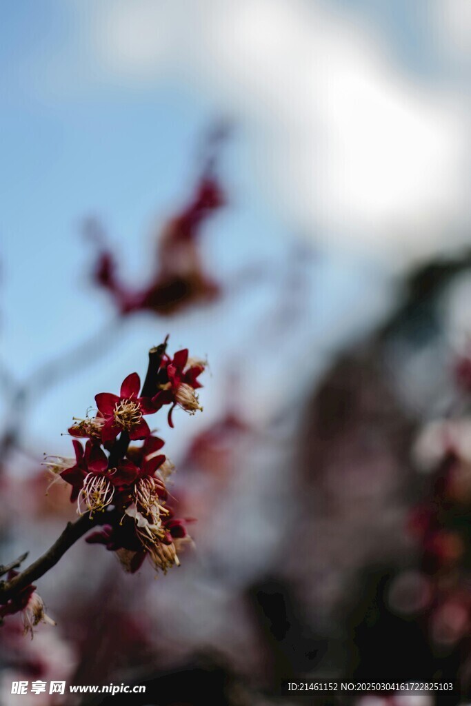 梅花