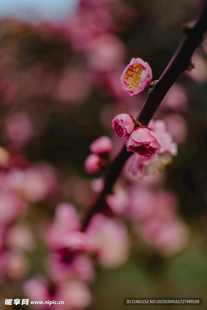 梅花
