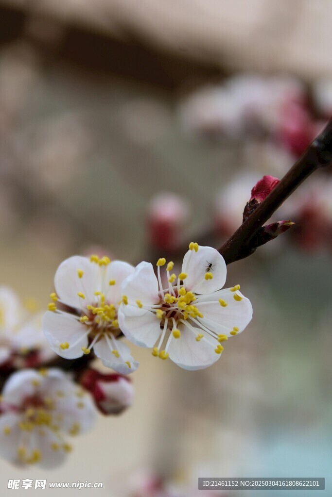 梅花