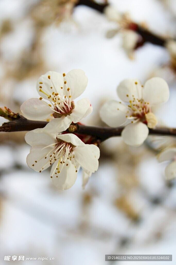 梅花