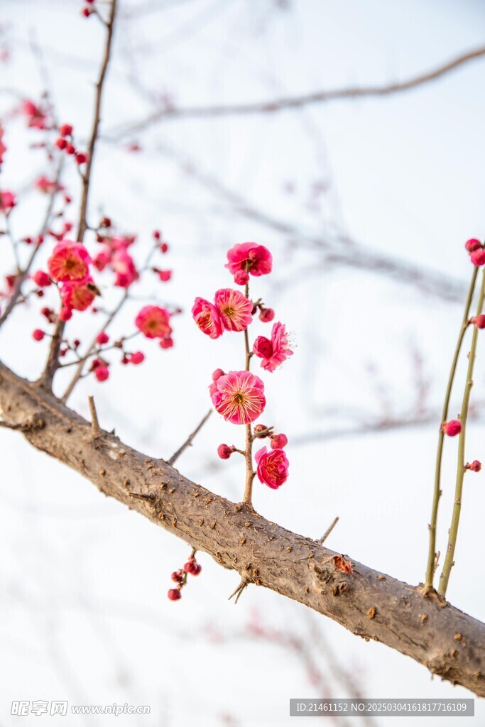 梅花