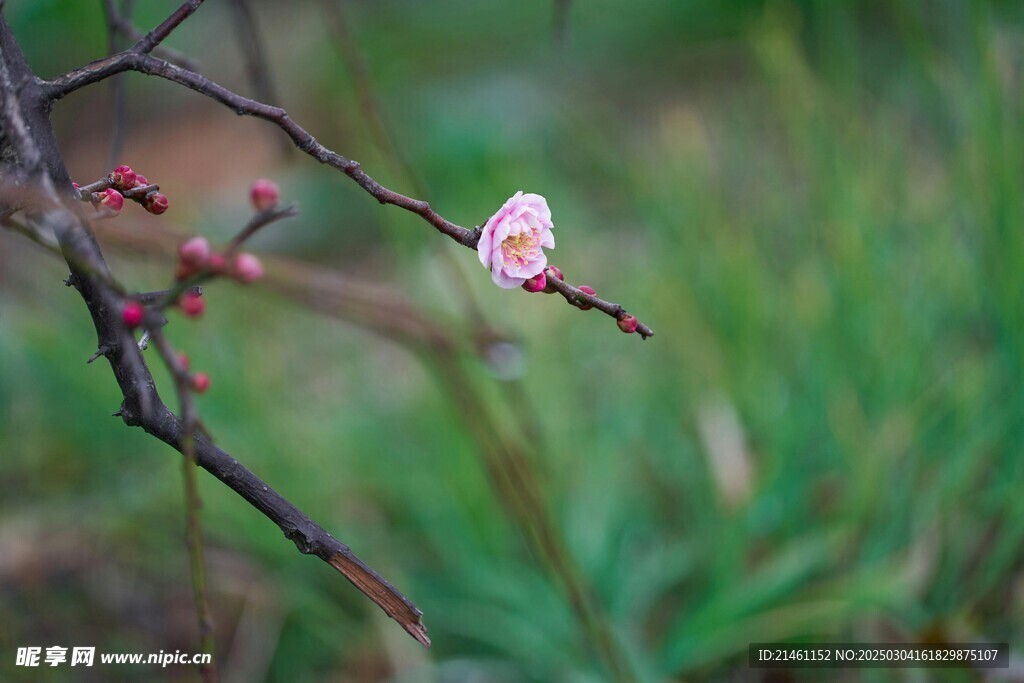 梅花
