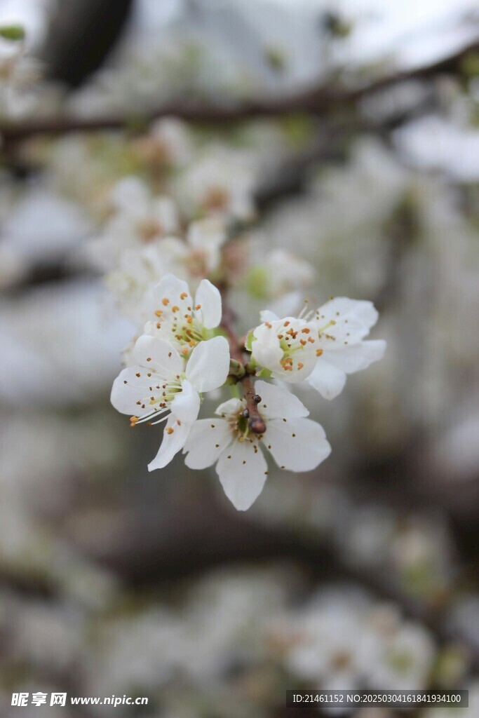 梅花