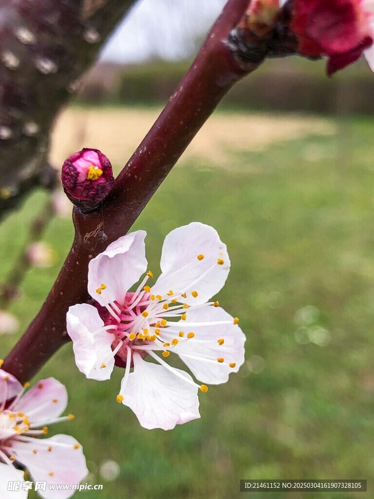 梅花