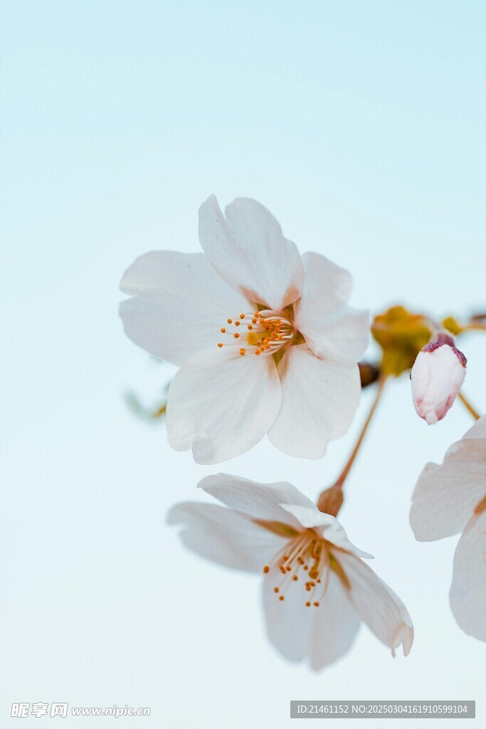 梅花