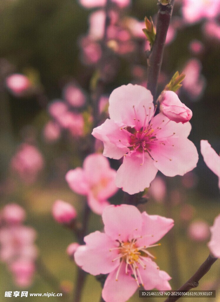 梅花