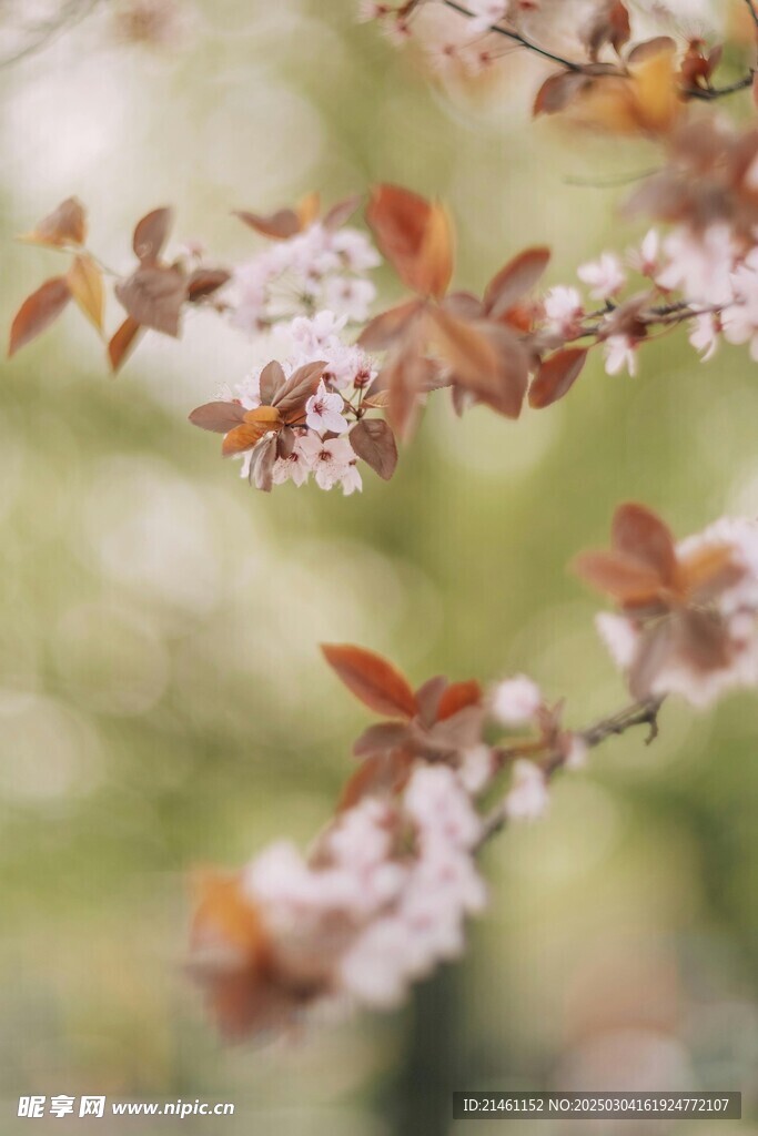 梅花