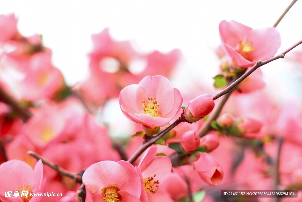 梅花