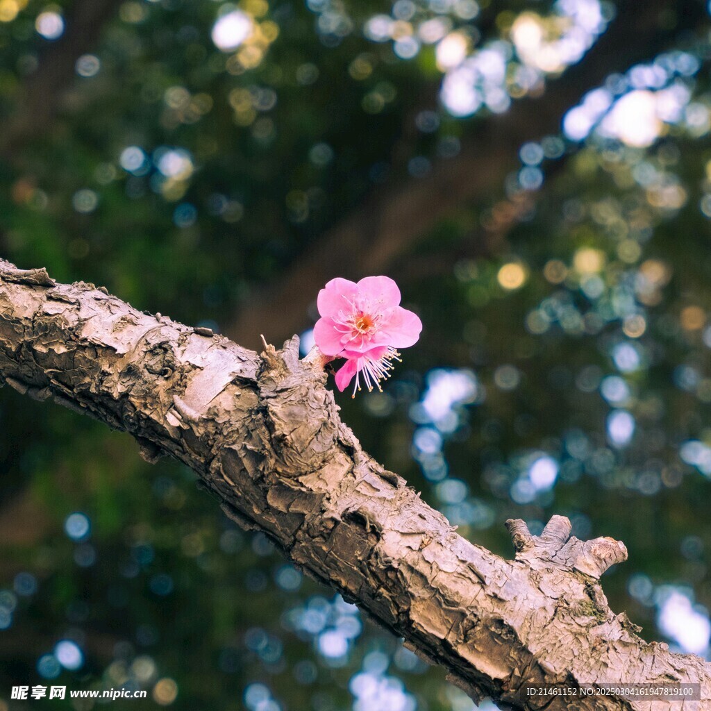 梅花